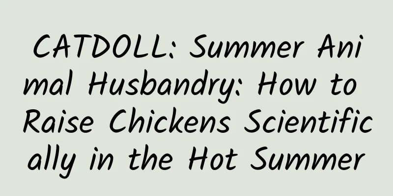 CATDOLL: Summer Animal Husbandry: How to Raise Chickens Scientifically in the Hot Summer