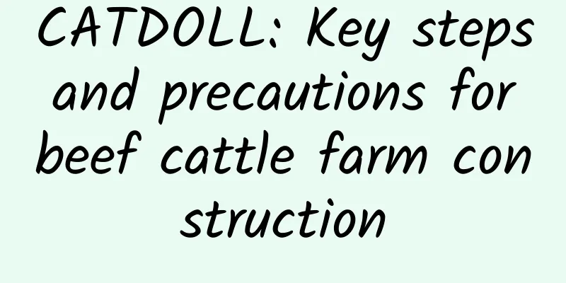 CATDOLL: Key steps and precautions for beef cattle farm construction