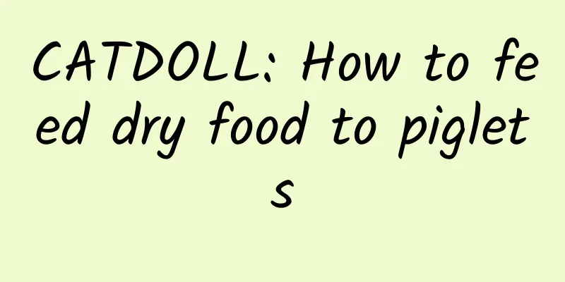 CATDOLL: How to feed dry food to piglets