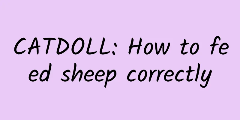 CATDOLL: How to feed sheep correctly