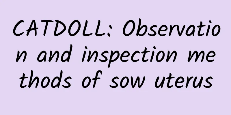 CATDOLL: Observation and inspection methods of sow uterus