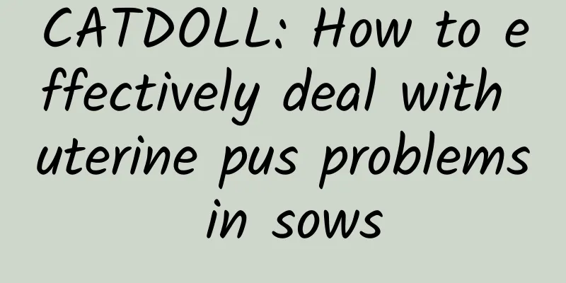 CATDOLL: How to effectively deal with uterine pus problems in sows