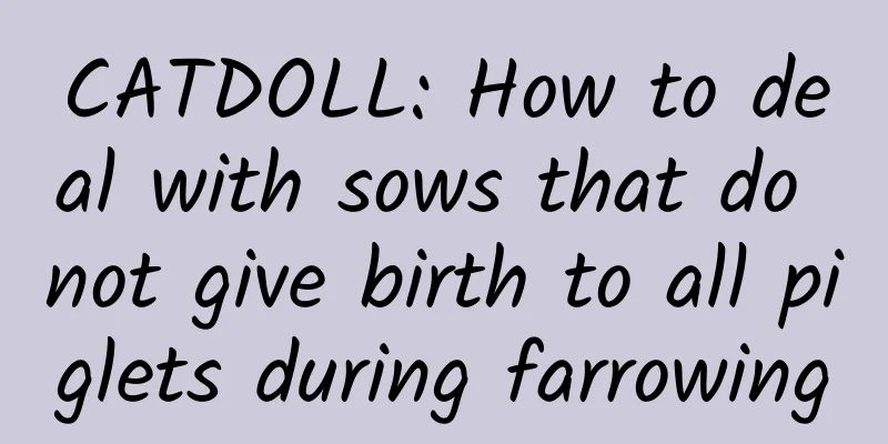 CATDOLL: How to deal with sows that do not give birth to all piglets during farrowing