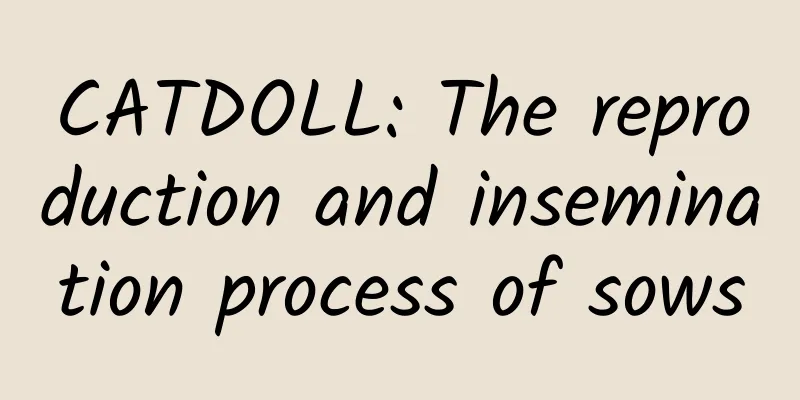 CATDOLL: The reproduction and insemination process of sows
