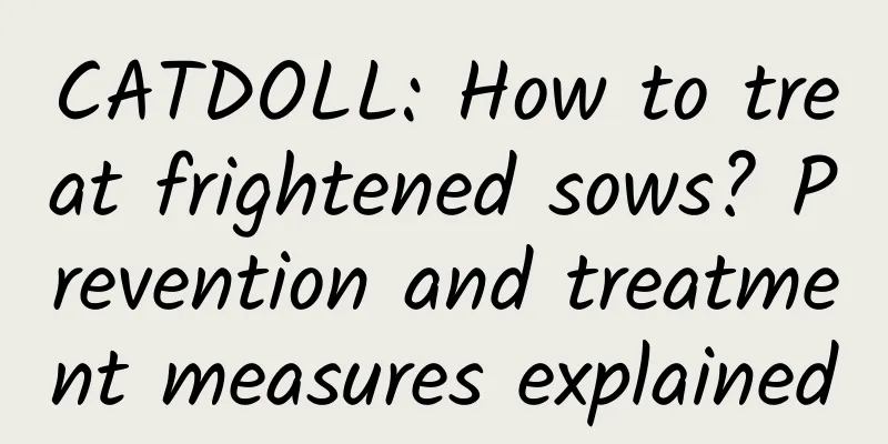 CATDOLL: How to treat frightened sows? Prevention and treatment measures explained