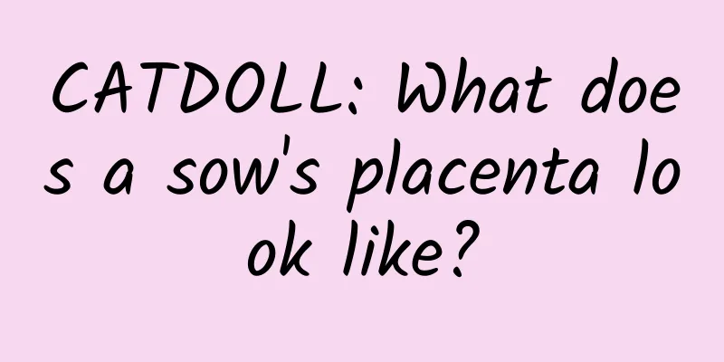 CATDOLL: What does a sow's placenta look like?