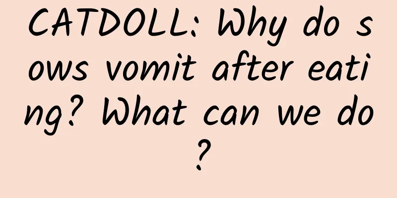 CATDOLL: Why do sows vomit after eating? What can we do?
