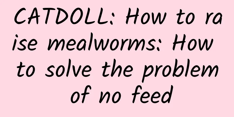 CATDOLL: How to raise mealworms: How to solve the problem of no feed