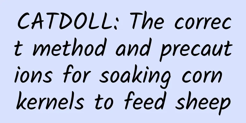 CATDOLL: The correct method and precautions for soaking corn kernels to feed sheep