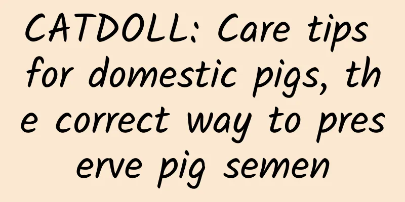 CATDOLL: Care tips for domestic pigs, the correct way to preserve pig semen
