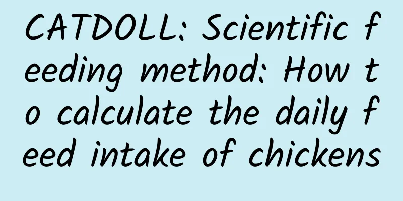 CATDOLL: Scientific feeding method: How to calculate the daily feed intake of chickens