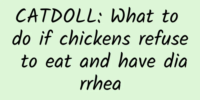 CATDOLL: What to do if chickens refuse to eat and have diarrhea
