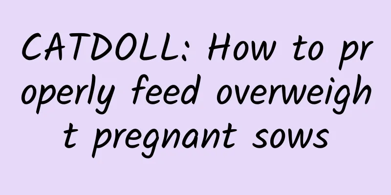 CATDOLL: How to properly feed overweight pregnant sows
