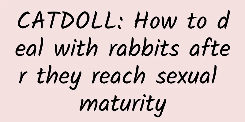 CATDOLL: How to deal with rabbits after they reach sexual maturity