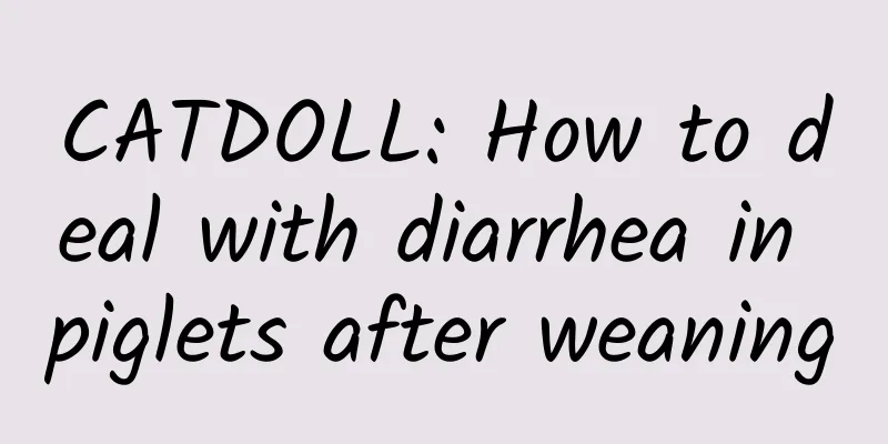 CATDOLL: How to deal with diarrhea in piglets after weaning