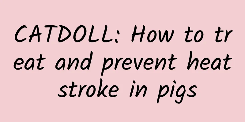 CATDOLL: How to treat and prevent heat stroke in pigs