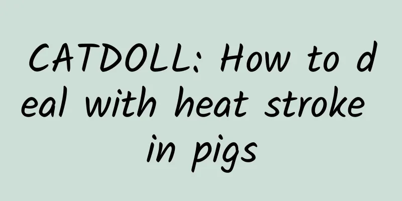 CATDOLL: How to deal with heat stroke in pigs
