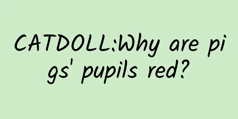 CATDOLL:Why are pigs' pupils red?