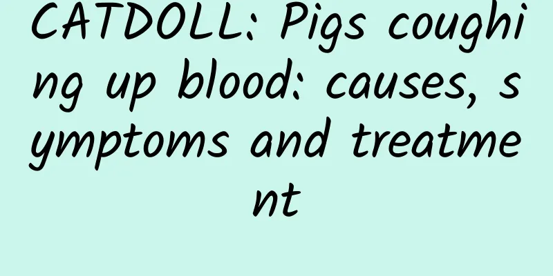 CATDOLL: Pigs coughing up blood: causes, symptoms and treatment