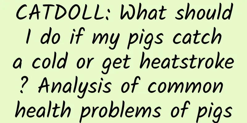 CATDOLL: What should I do if my pigs catch a cold or get heatstroke? Analysis of common health problems of pigs