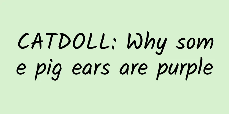 CATDOLL: Why some pig ears are purple