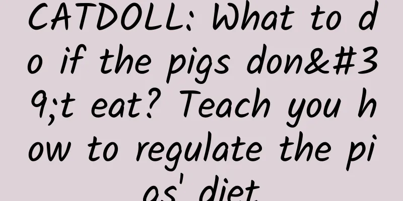 CATDOLL: What to do if the pigs don't eat? Teach you how to regulate the pigs' diet