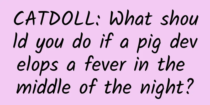 CATDOLL: What should you do if a pig develops a fever in the middle of the night?