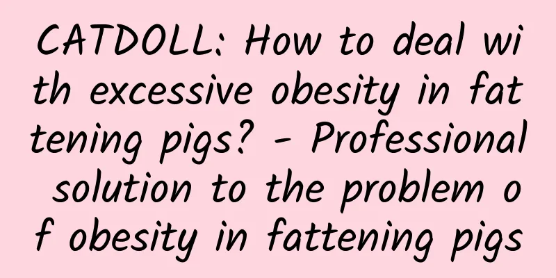 CATDOLL: How to deal with excessive obesity in fattening pigs? - Professional solution to the problem of obesity in fattening pigs