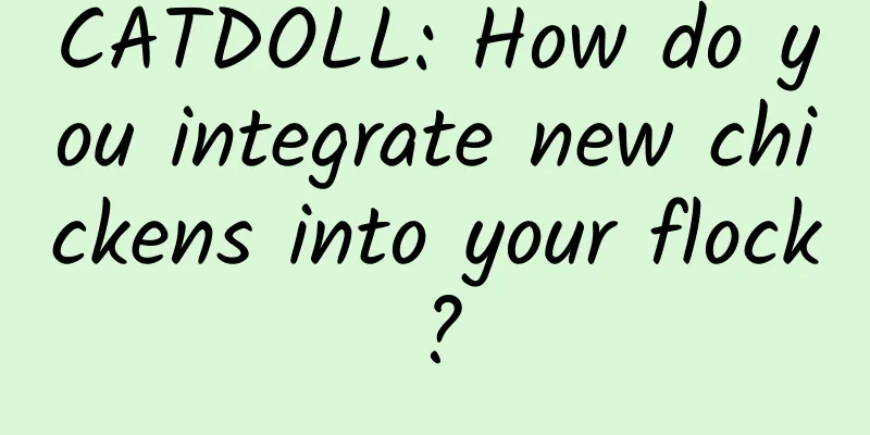 CATDOLL: How do you integrate new chickens into your flock?