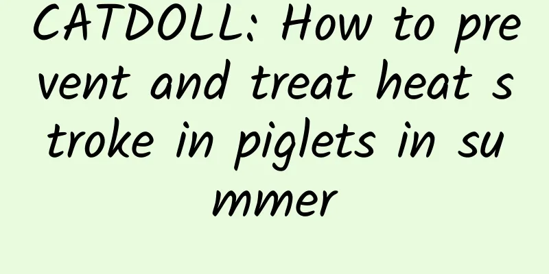 CATDOLL: How to prevent and treat heat stroke in piglets in summer