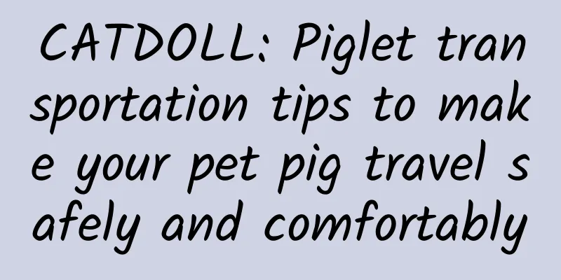 CATDOLL: Piglet transportation tips to make your pet pig travel safely and comfortably