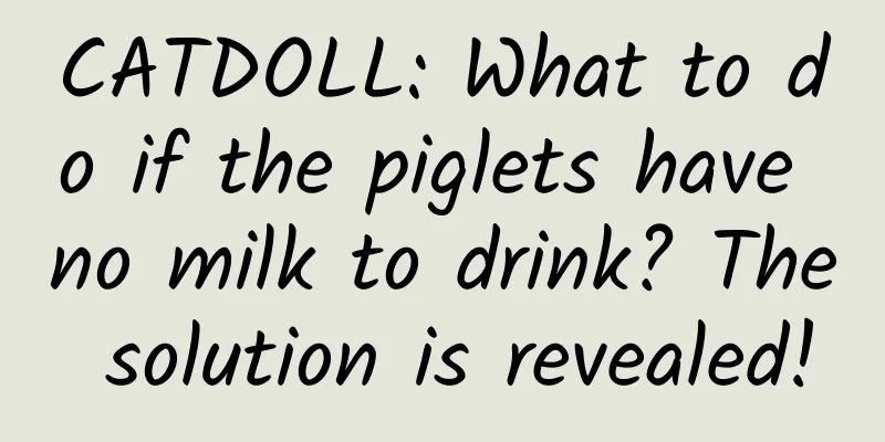 CATDOLL: What to do if the piglets have no milk to drink? The solution is revealed!