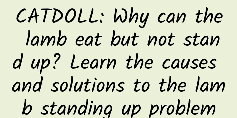CATDOLL: Why can the lamb eat but not stand up? Learn the causes and solutions to the lamb standing up problem