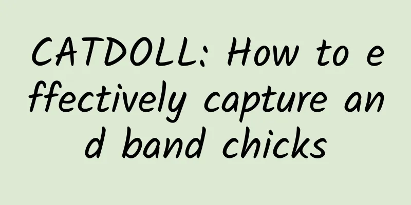 CATDOLL: How to effectively capture and band chicks
