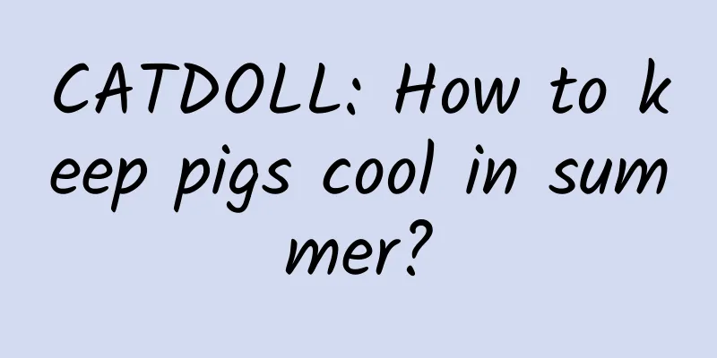 CATDOLL: How to keep pigs cool in summer?