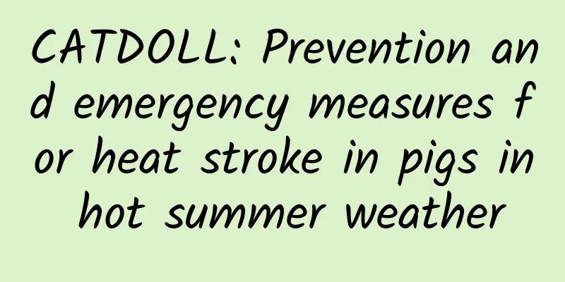 CATDOLL: Prevention and emergency measures for heat stroke in pigs in hot summer weather