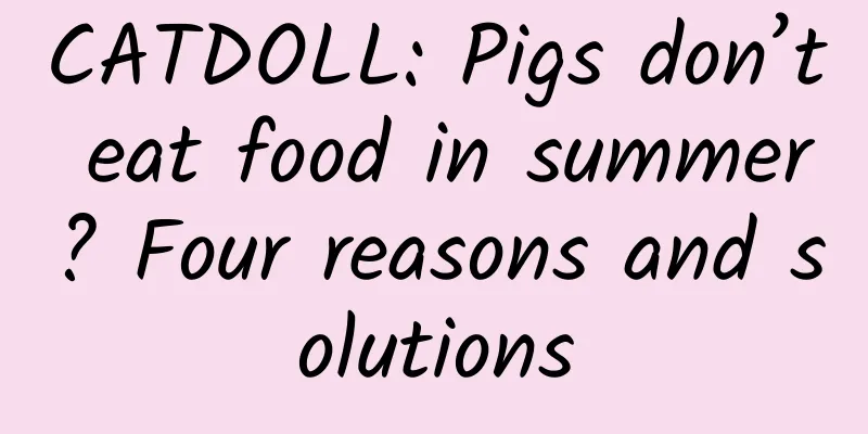 CATDOLL: Pigs don’t eat food in summer? Four reasons and solutions
