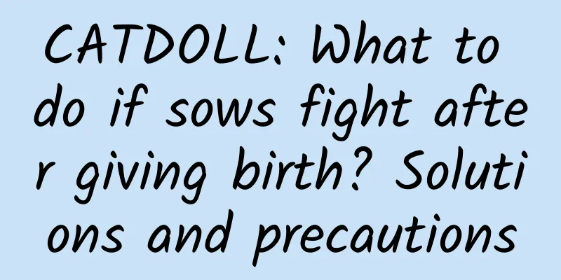 CATDOLL: What to do if sows fight after giving birth? Solutions and precautions