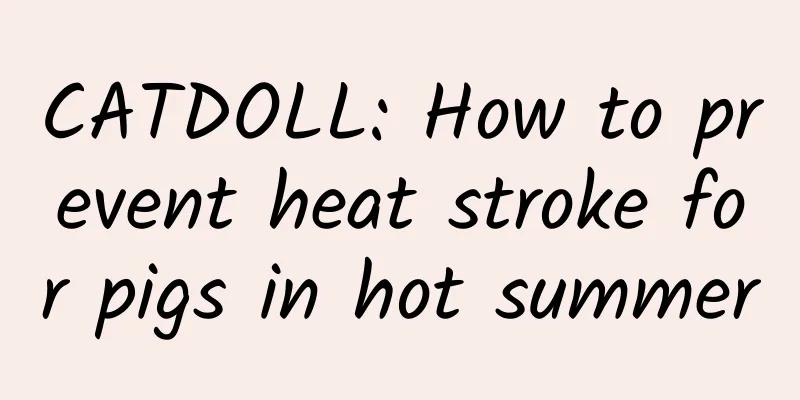 CATDOLL: How to prevent heat stroke for pigs in hot summer