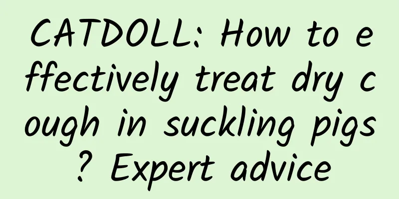 CATDOLL: How to effectively treat dry cough in suckling pigs? Expert advice