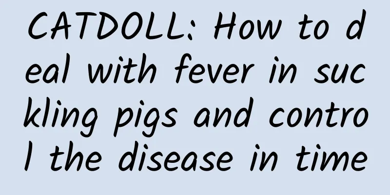CATDOLL: How to deal with fever in suckling pigs and control the disease in time