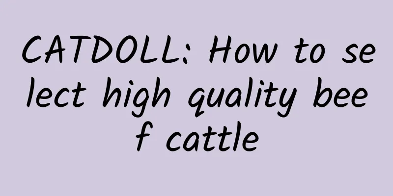 CATDOLL: How to select high quality beef cattle