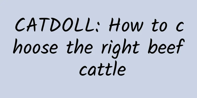 CATDOLL: How to choose the right beef cattle