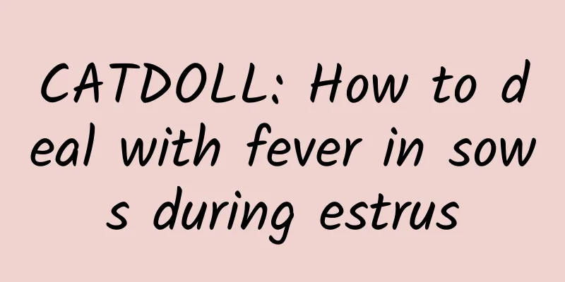 CATDOLL: How to deal with fever in sows during estrus