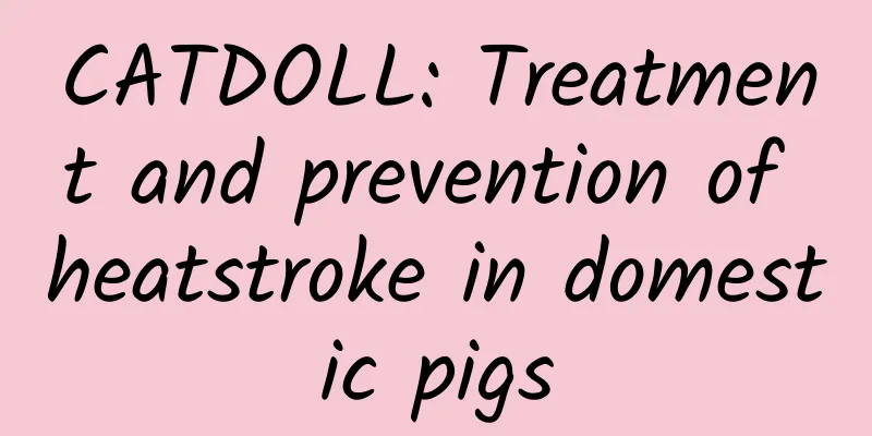 CATDOLL: Treatment and prevention of heatstroke in domestic pigs