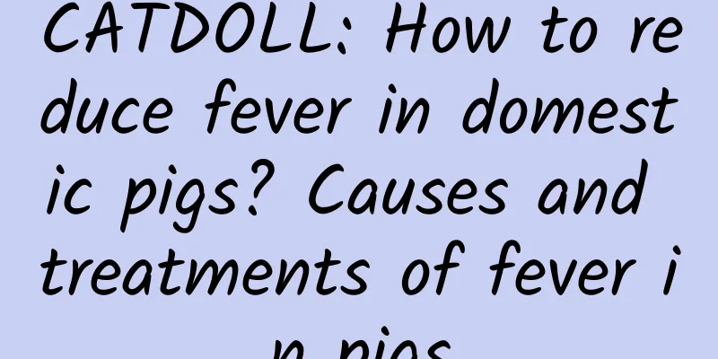 CATDOLL: How to reduce fever in domestic pigs? Causes and treatments of fever in pigs