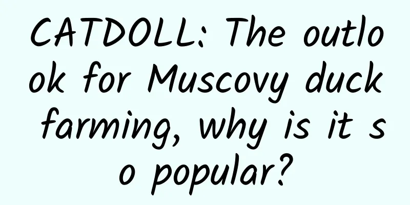 CATDOLL: The outlook for Muscovy duck farming, why is it so popular?