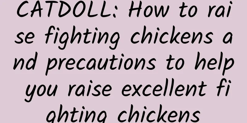 CATDOLL: How to raise fighting chickens and precautions to help you raise excellent fighting chickens