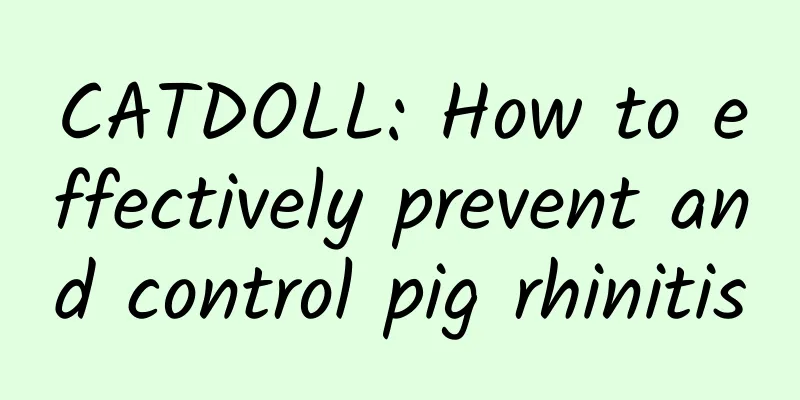 CATDOLL: How to effectively prevent and control pig rhinitis