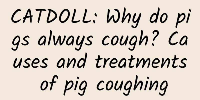 CATDOLL: Why do pigs always cough? Causes and treatments of pig coughing